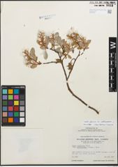 Foto von Salix glauca subsp. callicarpaea (Trautv.) Böcher